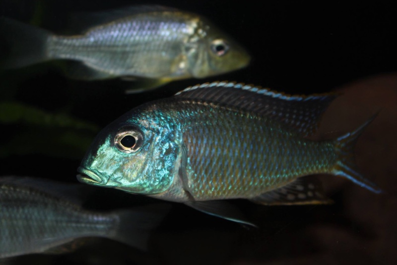 Tramitichromis cf. lituris 'Tanzania'